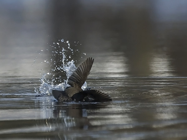 Koskikara, White-throated Dipper, Cinclus cinclus